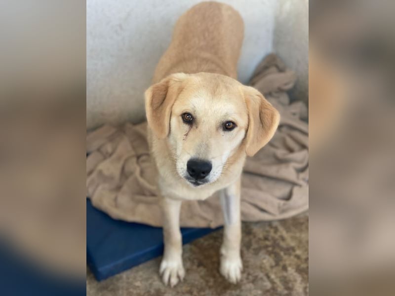 Shaggy, geb. ca. 04/2025, lebt in GRIECHENLAND, im städt. Tierheim Serres