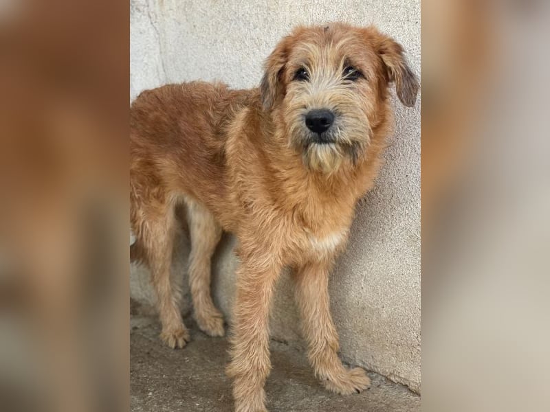 Elkoro, geb. ca. 04/2025, lebt in GRIECHENLAND, auf einer privaten Pflegestelle