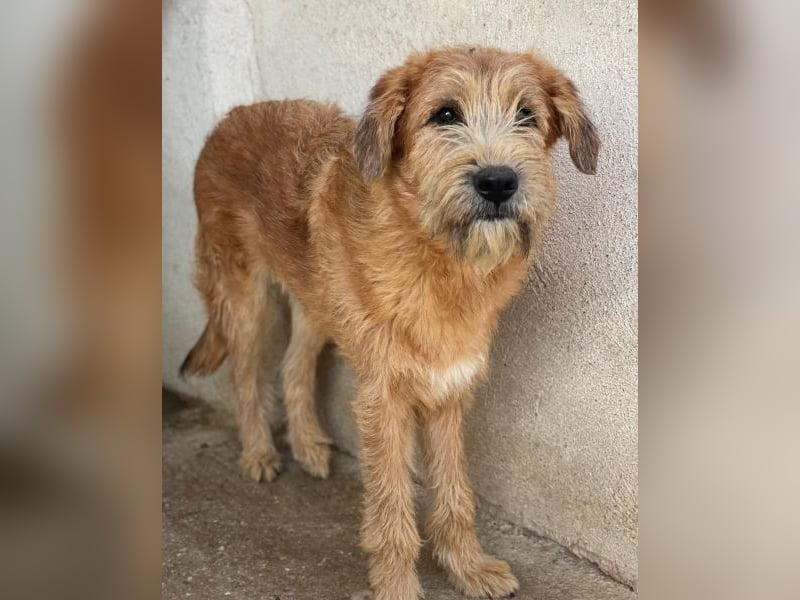 Elkoro, geb. ca. 04/2025, lebt in GRIECHENLAND, auf einer privaten Pflegestelle