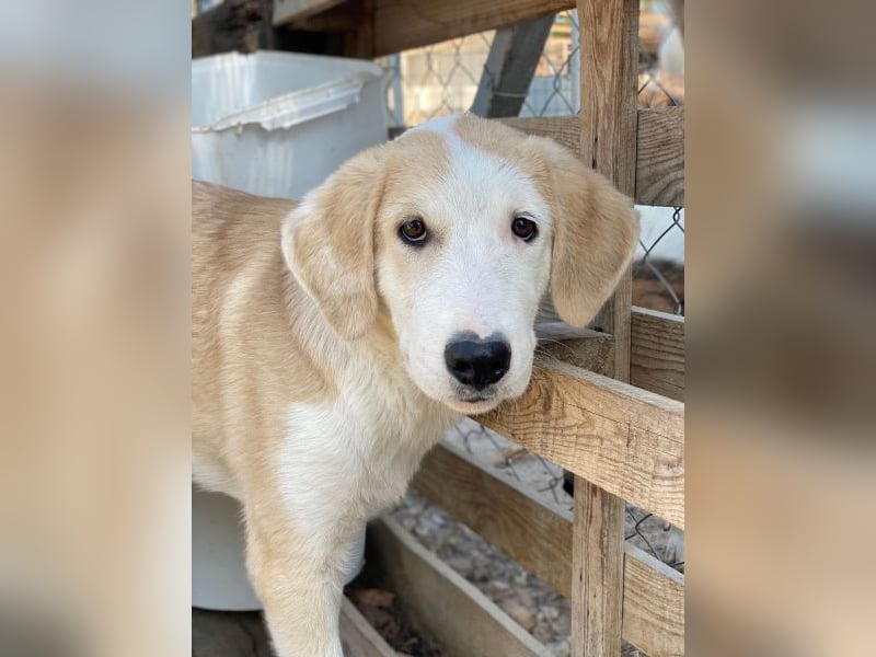 Navid, geb. ca. 04/2025, lebt in GRIECHENLAND, im städt. Tierheim Serres