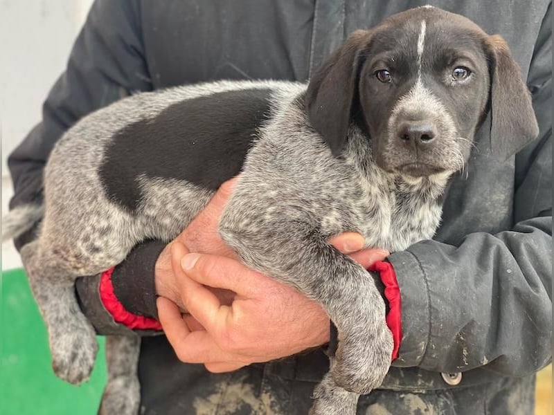 Salix, geb. ca. 11/2025, lebt in GRIECHENLAND, auf einer privaten Pflegestelle