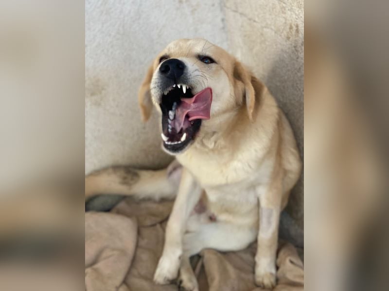 Shaggy, geb. ca. 04/2025, lebt in GRIECHENLAND, im städt. Tierheim Serres