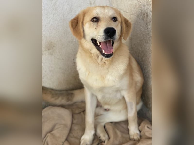 Shaggy, geb. ca. 04/2025, lebt in GRIECHENLAND, im städt. Tierheim Serres