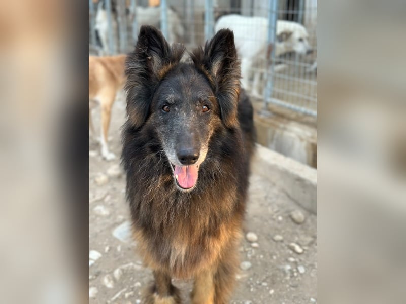 Snorre, geb. ca. 11/2017, lebt in GRIECHENLAND, im städt. Tierheim Serres