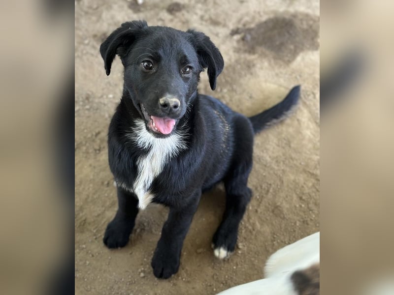 Alon, geb. ca. 02/2025, lebt in GRIECHENLAND, auf einer privaten Pflegestelle