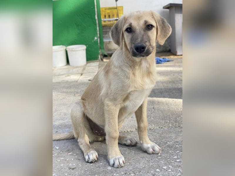 Arthur, geb. ca. 02/2024, lebt in GRIECHENLAND, im städt. Tierheim Serres