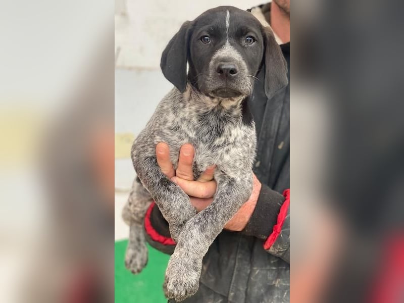 Salix, geb. ca. 11/2025, lebt in GRIECHENLAND, auf einer privaten Pflegestelle