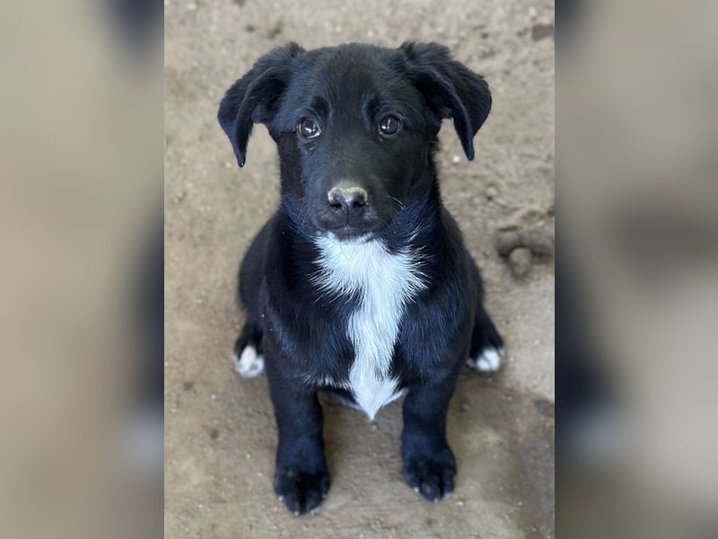 Alon, geb. ca. 02/2025, lebt in GRIECHENLAND, auf einer privaten Pflegestelle