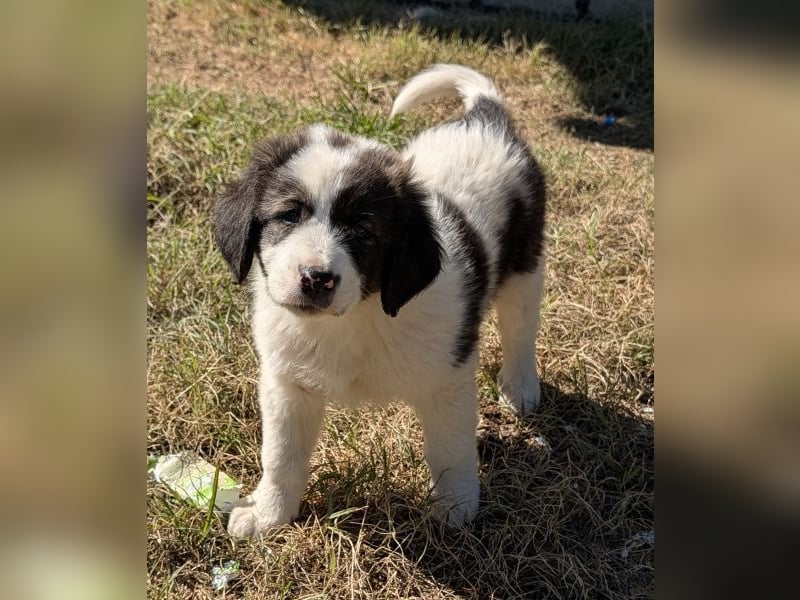 Aster, geb. ca. 07/2025, lebt in GRIECHENLAND, auf einer privaten Pflegestelle