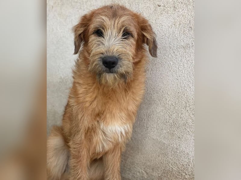 Elkoro, geb. ca. 04/2025, lebt in GRIECHENLAND, auf einer privaten Pflegestelle