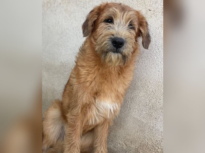 Elkoro, geb. ca. 04/2025, lebt in GRIECHENLAND, auf einer privaten Pflegestelle