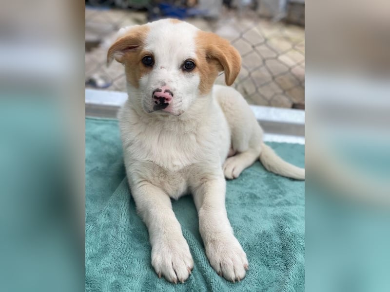 Haku, geb. ca. 08/2025, lebt in GRIECHENLAND, auf einer privaten Pflegestelle