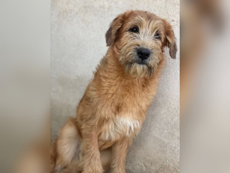 Elkoro, geb. ca. 04/2025, lebt in GRIECHENLAND, auf einer privaten Pflegestelle