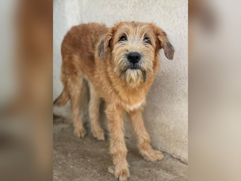 Elkoro, geb. ca. 04/2025, lebt in GRIECHENLAND, auf einer privaten Pflegestelle