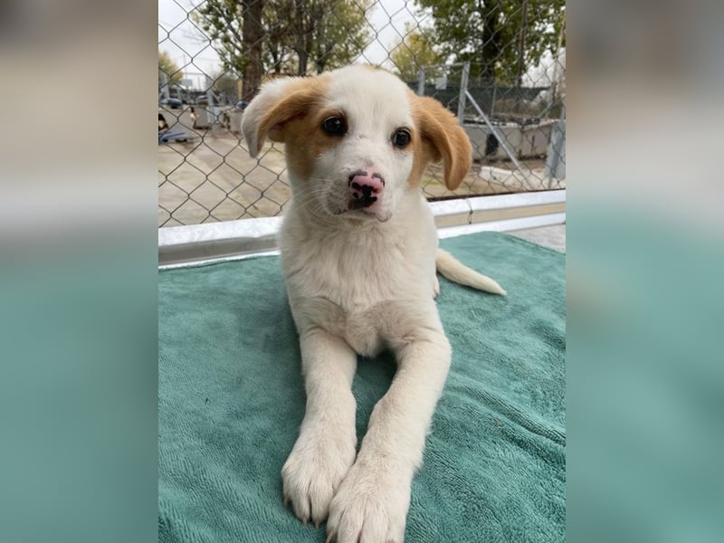 Haku, geb. ca. 08/2025, lebt in GRIECHENLAND, auf einer privaten Pflegestelle