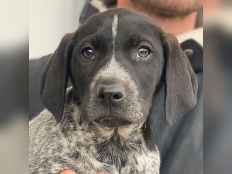 Salix, geb. ca. 11/2025, lebt in GRIECHENLAND, auf einer privaten Pflegestelle