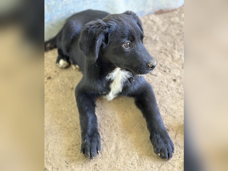 Alon, geb. ca. 02/2025, lebt in GRIECHENLAND, auf einer privaten Pflegestelle