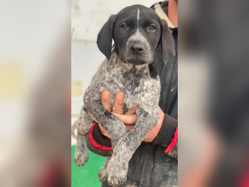 Salix, geb. ca. 11/2025, lebt in GRIECHENLAND, auf einer privaten Pflegestelle