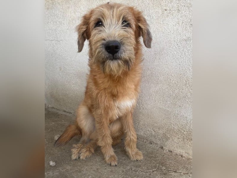 Elkoro, geb. ca. 04/2025, lebt in GRIECHENLAND, auf einer privaten Pflegestelle