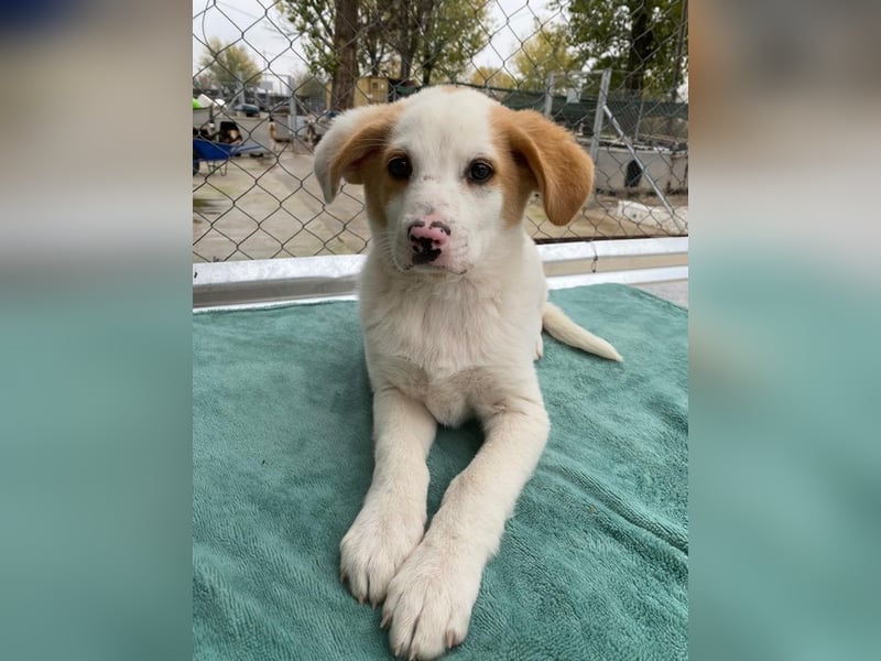 Haku, geb. ca. 08/2025, lebt in GRIECHENLAND, auf einer privaten Pflegestelle