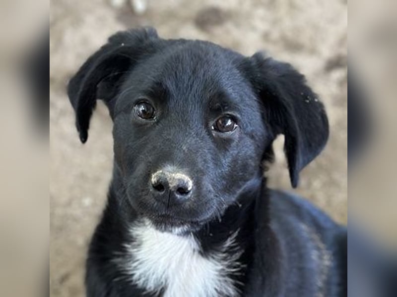 Alon, geb. ca. 02/2025, lebt in GRIECHENLAND, auf einer privaten Pflegestelle