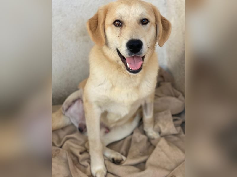 Shaggy, geb. ca. 04/2025, lebt in GRIECHENLAND, im städt. Tierheim Serres