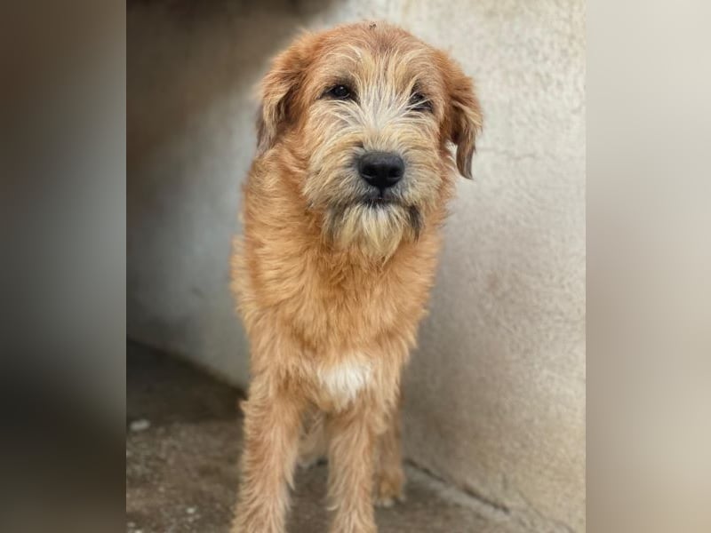 Elkoro, geb. ca. 04/2025, lebt in GRIECHENLAND, auf einer privaten Pflegestelle