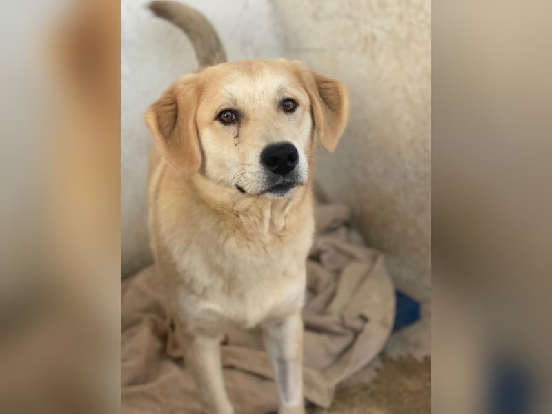 Shaggy, geb. ca. 04/2025, lebt in GRIECHENLAND, im städt. Tierheim Serres