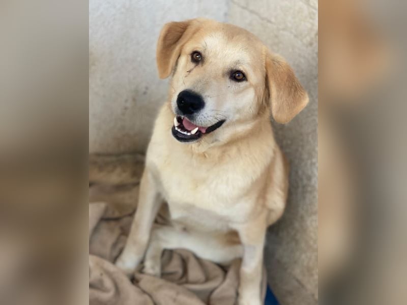 Shaggy, geb. ca. 04/2025, lebt in GRIECHENLAND, im städt. Tierheim Serres