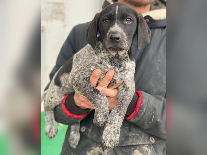 Salix, geb. ca. 11/2025, lebt in GRIECHENLAND, auf einer privaten Pflegestelle