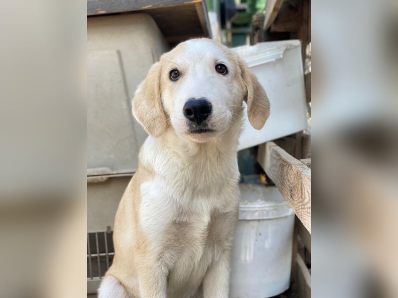 Navid, geb. ca. 04/2025, lebt in GRIECHENLAND, im städt. Tierheim Serres