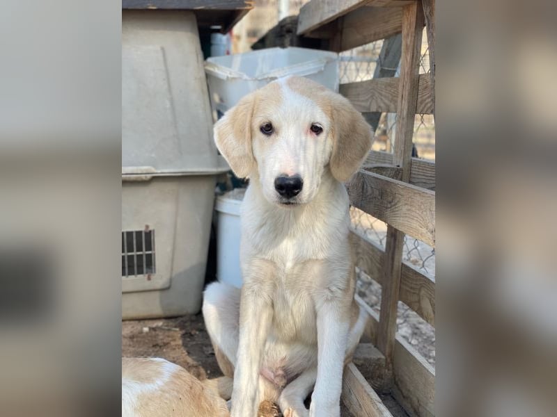 Navid, geb. ca. 04/2025, lebt in GRIECHENLAND, im städt. Tierheim Serres