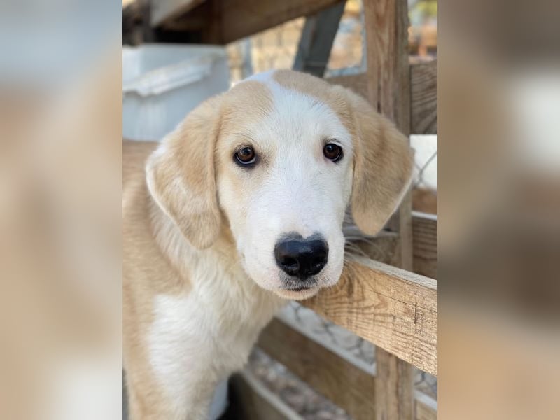 Navid, geb. ca. 04/2025, lebt in GRIECHENLAND, im städt. Tierheim Serres