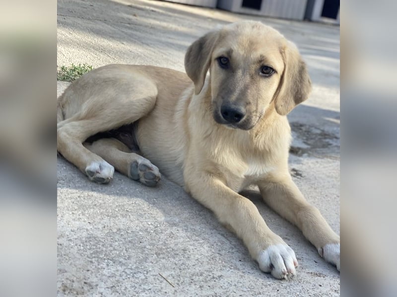 Arthur, geb. ca. 02/2024, lebt in GRIECHENLAND, im städt. Tierheim Serres