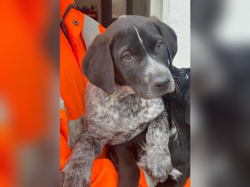 Salix, geb. ca. 11/2025, lebt in GRIECHENLAND, auf einer privaten Pflegestelle