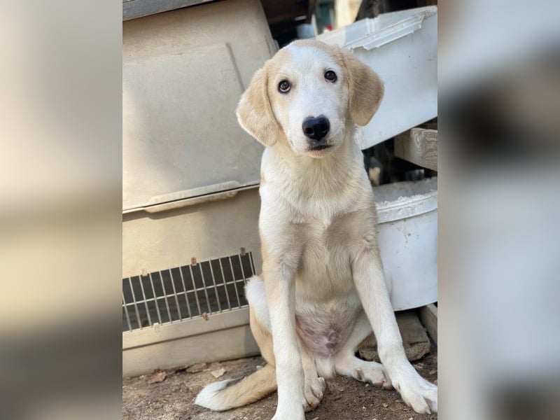 Navid, geb. ca. 04/2025, lebt in GRIECHENLAND, im städt. Tierheim Serres