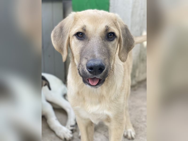 Arthur, geb. ca. 02/2024, lebt in GRIECHENLAND, im städt. Tierheim Serres