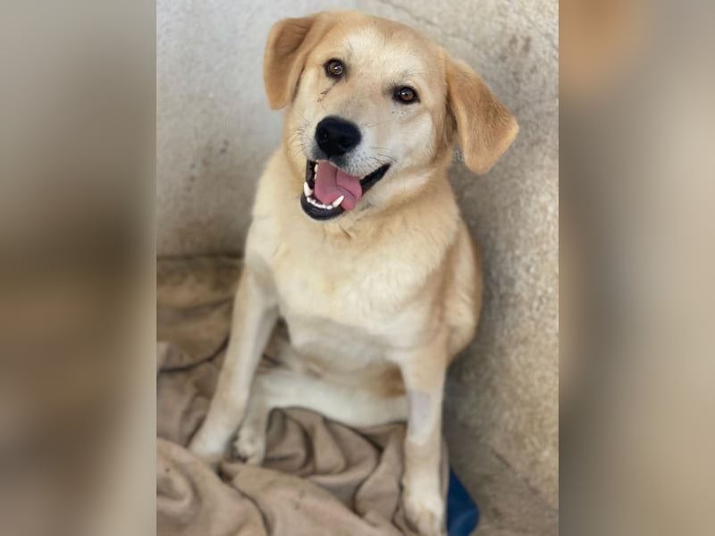 Shaggy, geb. ca. 04/2025, lebt in GRIECHENLAND, im städt. Tierheim Serres