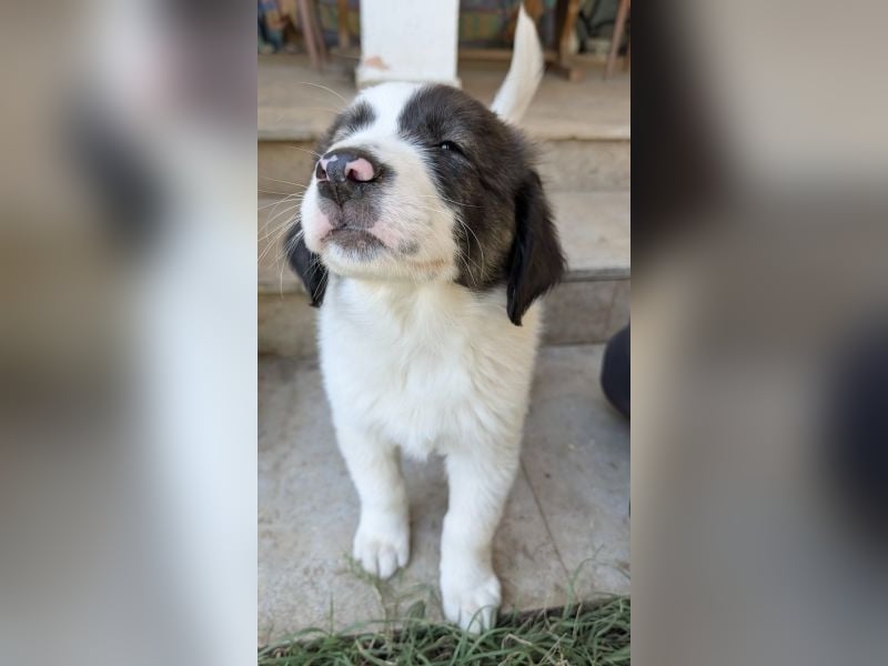 Aster, geb. ca. 07/2025, lebt in GRIECHENLAND, auf einer privaten Pflegestelle