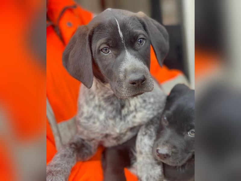 Salix, geb. ca. 11/2025, lebt in GRIECHENLAND, auf einer privaten Pflegestelle