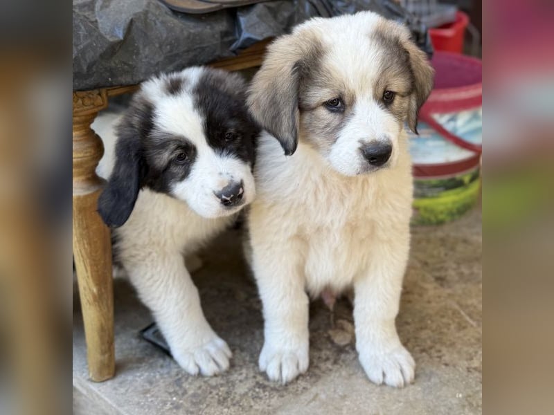 Aster, geb. ca. 07/2025, lebt in GRIECHENLAND, auf einer privaten Pflegestelle