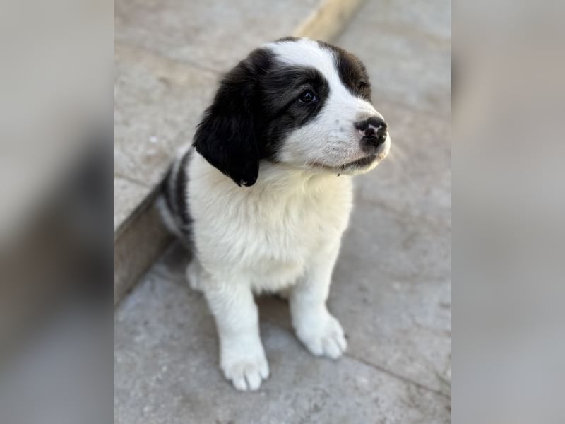 Aster, geb. ca. 07/2025, lebt in GRIECHENLAND, auf einer privaten Pflegestelle