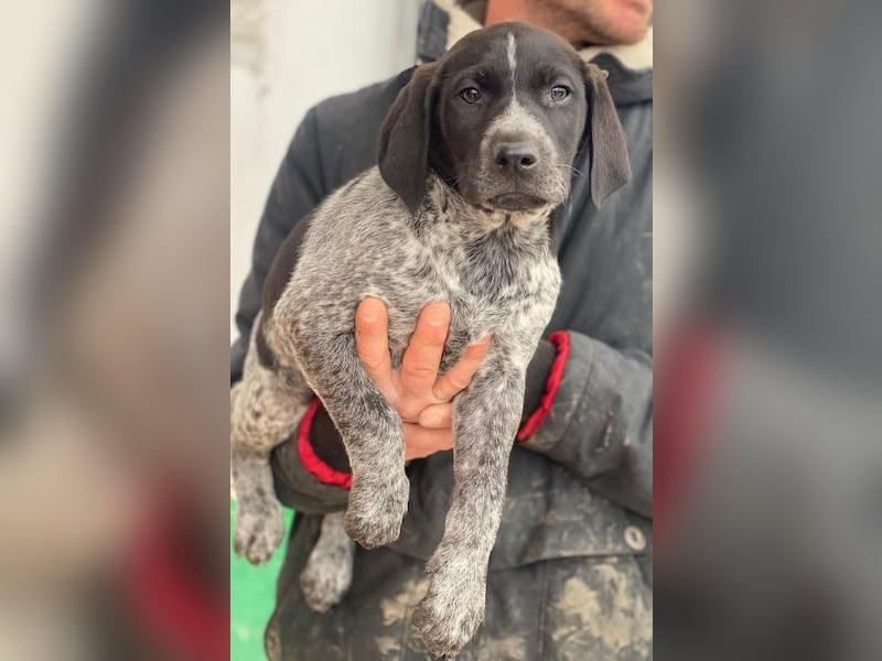 Salix, geb. ca. 11/2025, lebt in GRIECHENLAND, auf einer privaten Pflegestelle