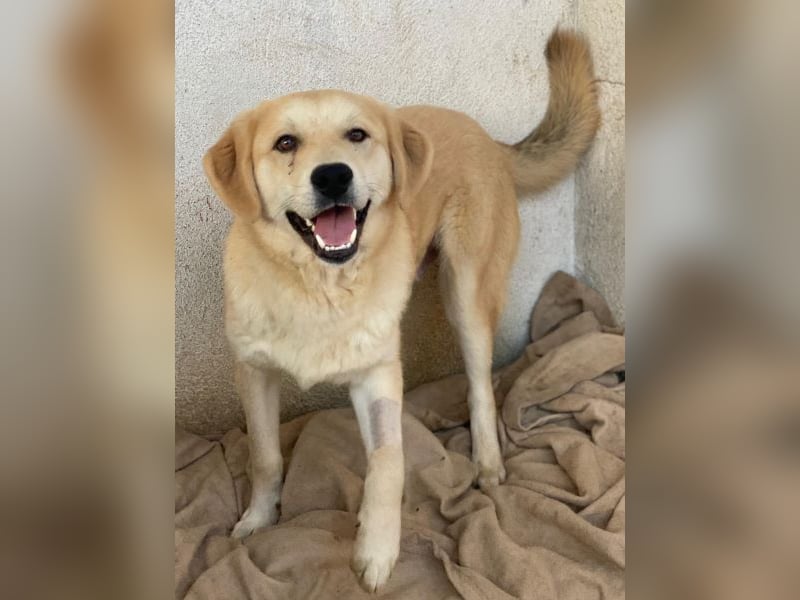 Shaggy, geb. ca. 04/2025, lebt in GRIECHENLAND, im städt. Tierheim Serres