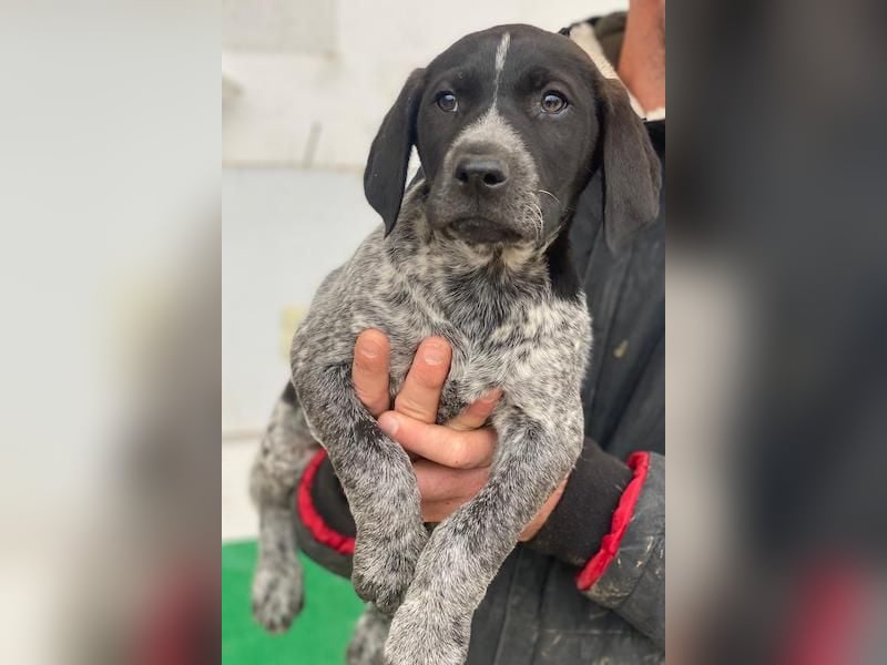 Salix, geb. ca. 11/2025, lebt in GRIECHENLAND, auf einer privaten Pflegestelle