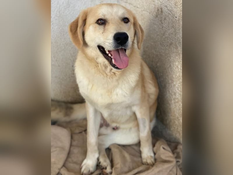 Shaggy, geb. ca. 04/2025, lebt in GRIECHENLAND, im städt. Tierheim Serres