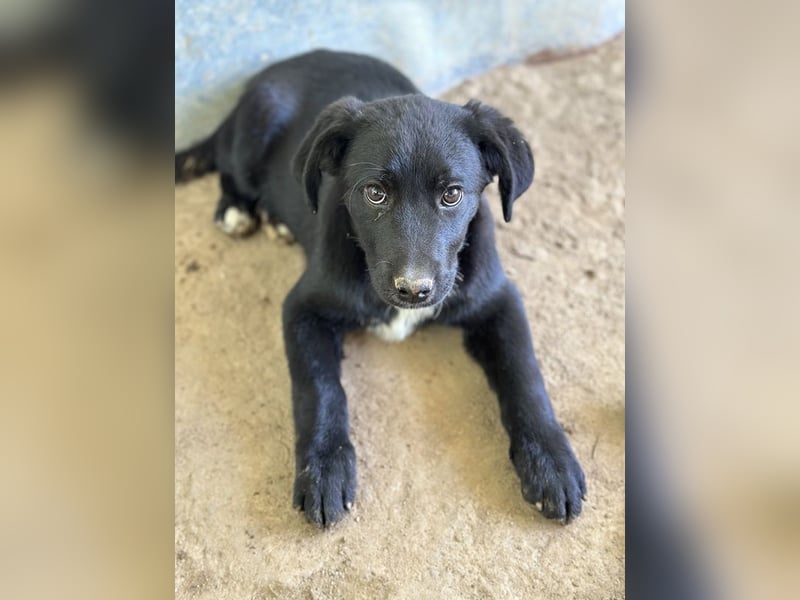 Alon, geb. ca. 02/2025, lebt in GRIECHENLAND, auf einer privaten Pflegestelle