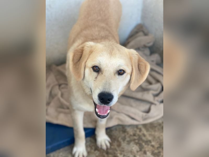 Shaggy, geb. ca. 04/2025, lebt in GRIECHENLAND, im städt. Tierheim Serres