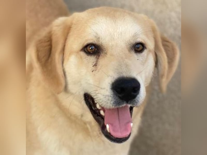 Shaggy, geb. ca. 04/2025, lebt in GRIECHENLAND, im städt. Tierheim Serres