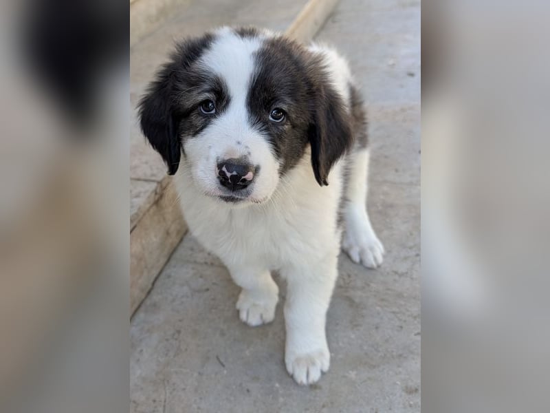 Aster, geb. ca. 07/2025, lebt in GRIECHENLAND, auf einer privaten Pflegestelle